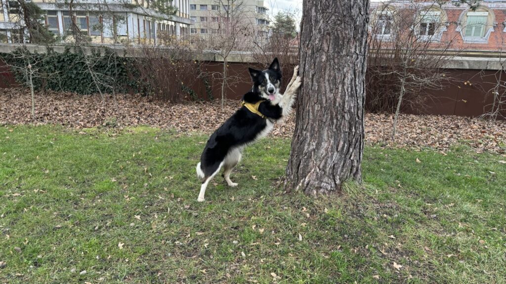 Border Collie Dressage