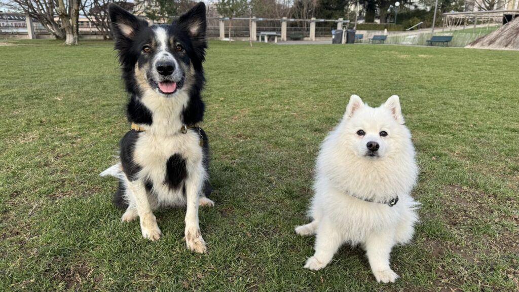 Garde de chien à Lausanne