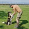 Border Collie Dressage et son maitre