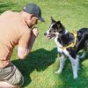 Border Collie Dressage et son maitre