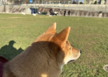 Conseils d’un Futur éducateur canin