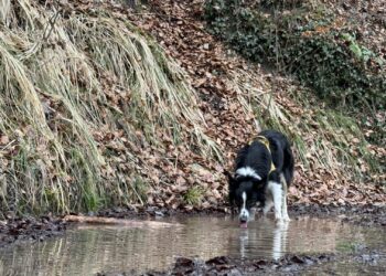 Balades organisées sur Lausanne avec Playdogs