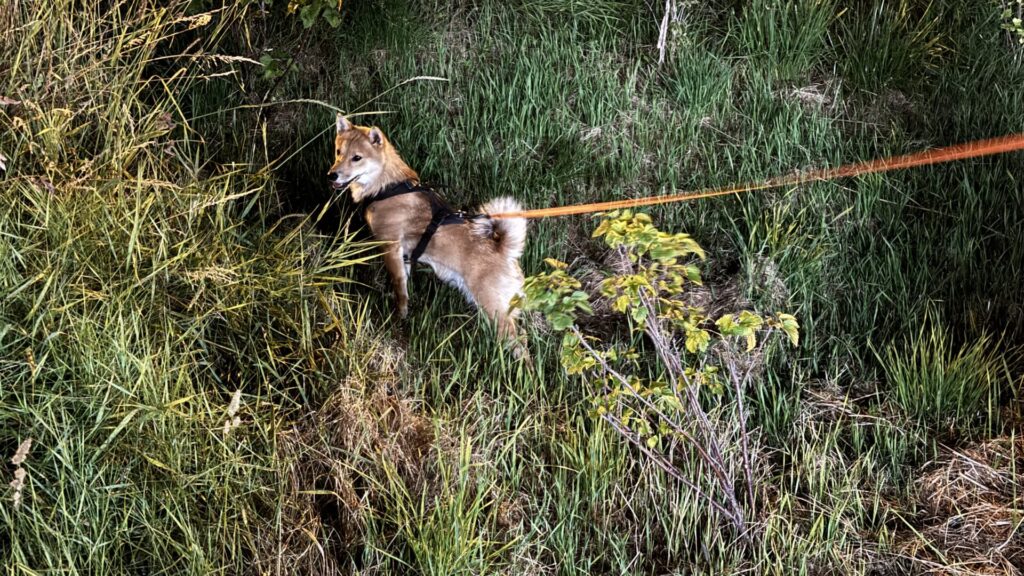 Shiba Inu en balade dans la ville le soir