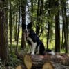 a dog sitting on a log in the woods