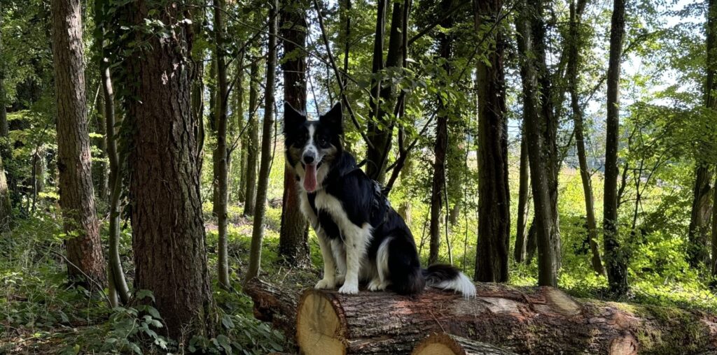 a dog sitting on a log in the woods