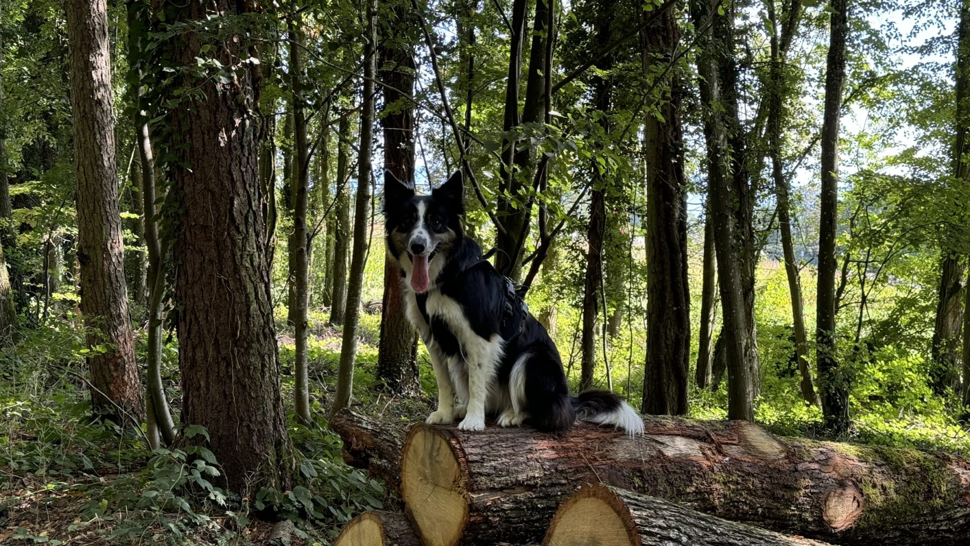 a dog sitting on a log in the woods